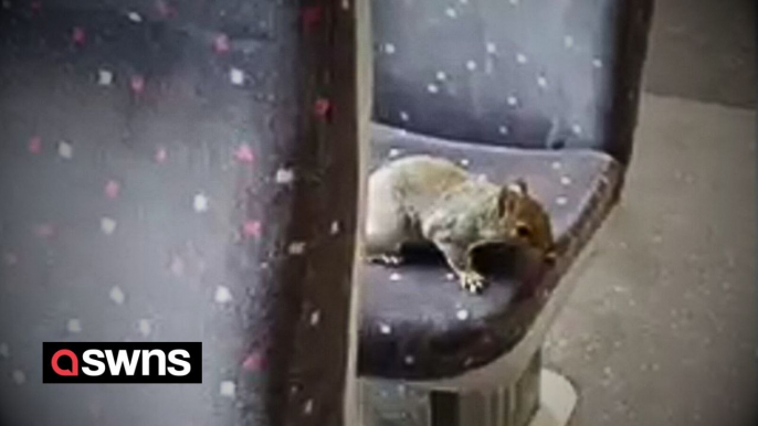 Video shows the moment a cheeky squirrel hopped on a train and took a seat next to passengers