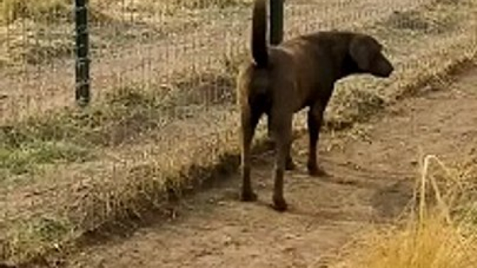 Cute Lion Gives Smooches to Puppy's Paw!