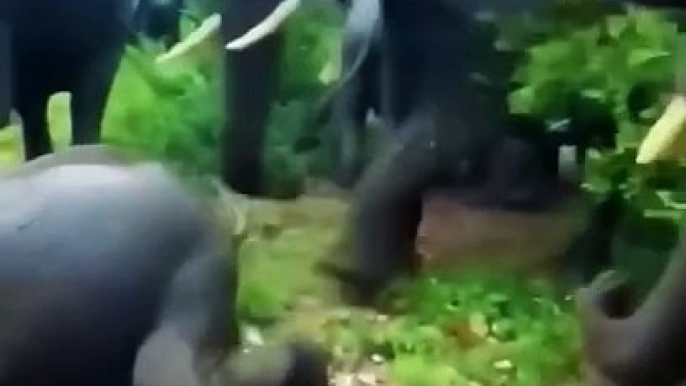 wild elephants angry movement