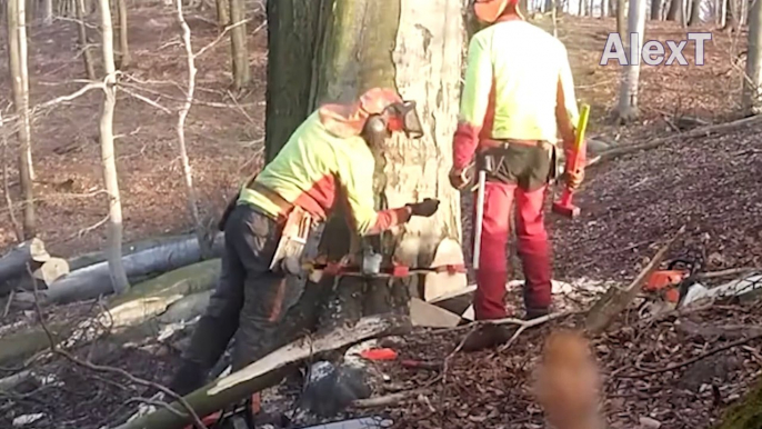 Extreme Dangerous Felling Huge Tree Stihl Chainsaw Machines, Fastest Tree Cutting Down Skill Wor