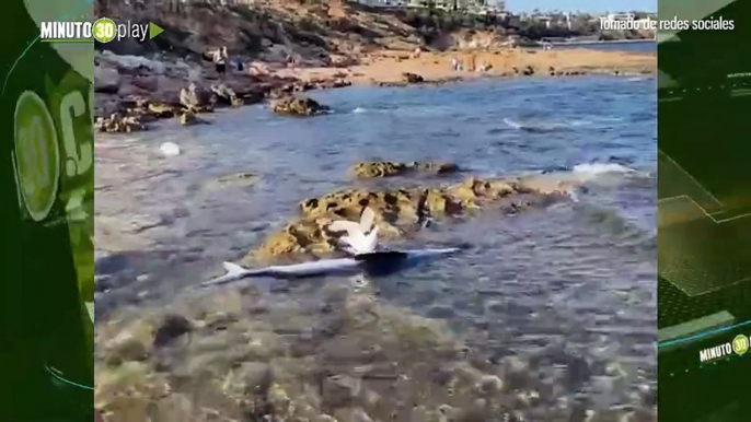 Tiburón de dos metros nadó muy cerca de turistas en la playa Aguamarina en Orihuela, España