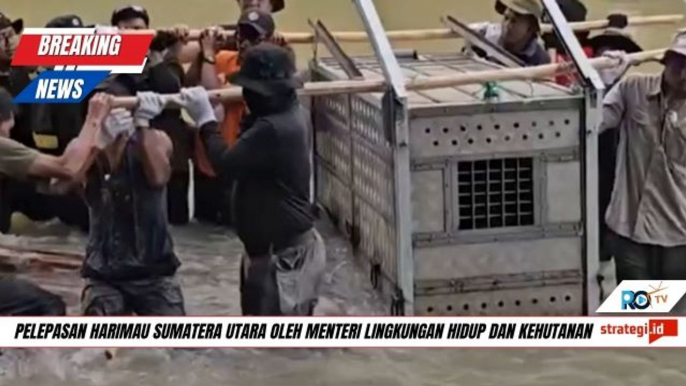 Pelepasan Harimau Sumatera Utara oleh Kementerian Lingkungan Hiudp dan Kehutanan