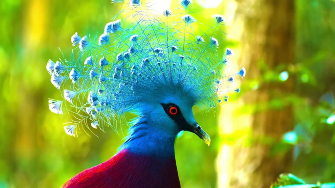 The best 4K 60fps HDR bird collection