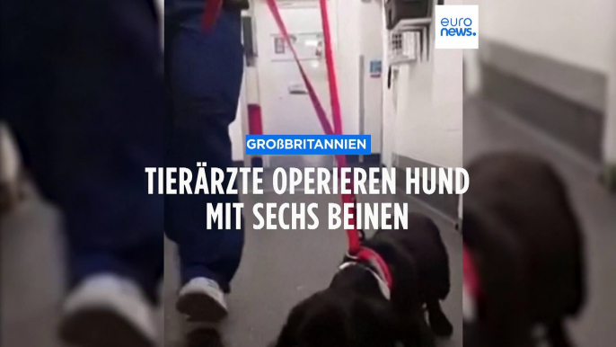 Tierärzte operieren Hund mit sechs Beinen