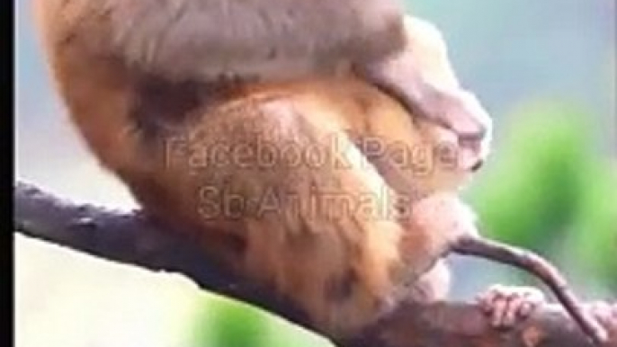 monkey video, monkey videos for kids, monkey video cartoon, monkey video song, monkey videos funny, monkey video comedy, monkey video dance, monkey video short, monkey videos telugu, monkey video tamil#Animals#Bandar