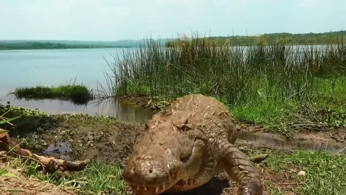 Lions versus crocodiles. Will the crocodile survive?