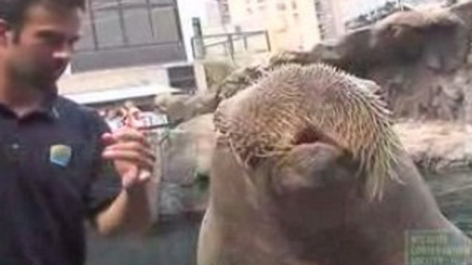 NY Aquarium Walrus talks, chuckles and whistles