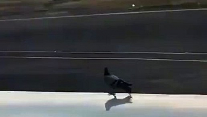 Pigeon hitching a ride from an airplane