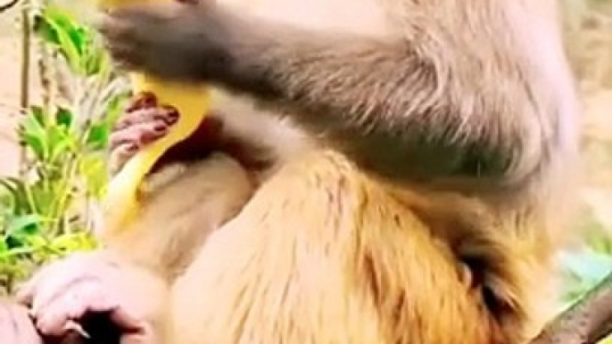 Viral Honuman Shorts, Viral Baby Mankey Reels,Viral Reels Video, New Trending Video #Animalsvideo#Babymankey