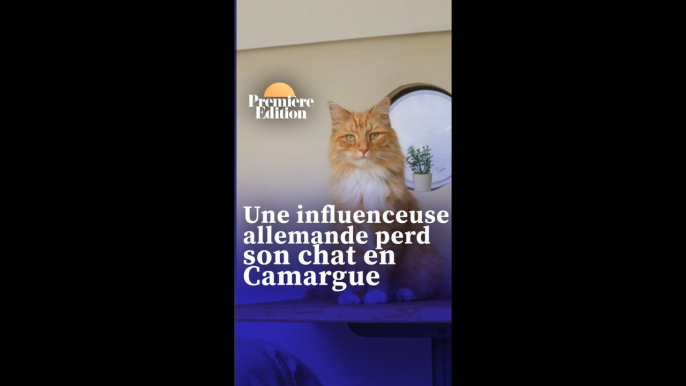 Une influenceuse allemande fait tout pour retrouver son chat perdu en Camargue