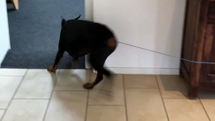 Doberman Goes in Circles Chasing Ball