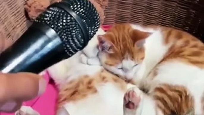 Funny & Cute Cats Compilation (TikTok) #shorts