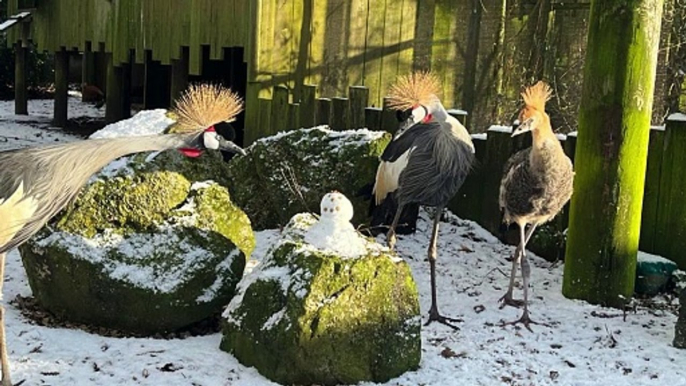 Snow at Folly Farm, Pembrokeshire - the stills