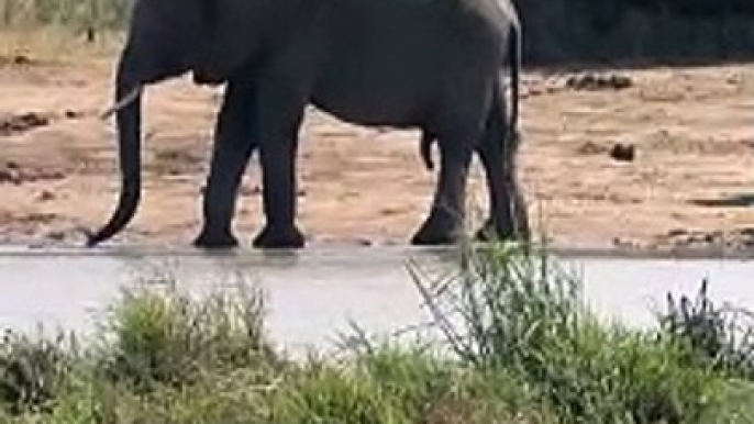 Some of the elephants move in the wild and by the water and enjoy the sun #elephants #wildlife #Animal #elephant