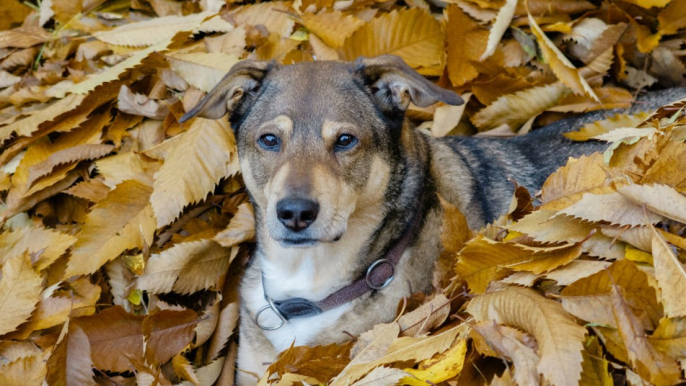 Four in ten dog owners tell their pooch they love them more often than their partner