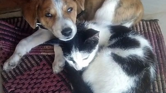 Cute Cat Dog Lovers