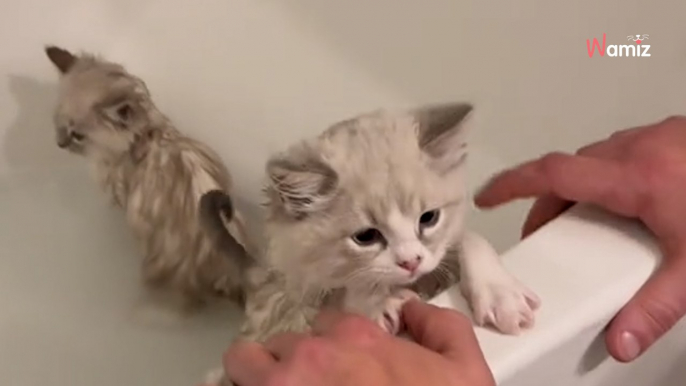 Video: 5 gattini fanno il primo bagno. La loro reazione lascia a bocca aperta 38 milioni di internauti