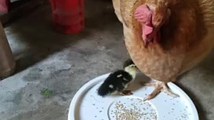 Hen Hit The Duck Chick | Animals Videos | Hen Want To Eat Food | Hungary Pets | Pets Videos #animals