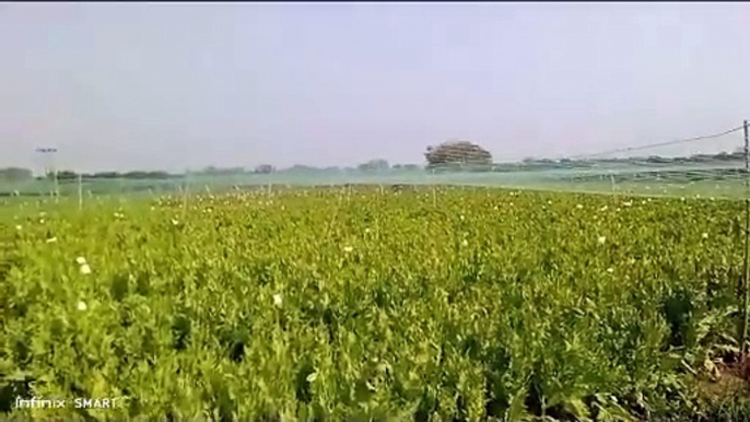 Farmers now guard their fields day and night for the opium crop