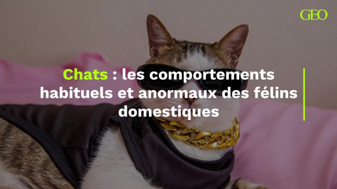 Chats : les comportements habituels et anormaux des félins domestiques