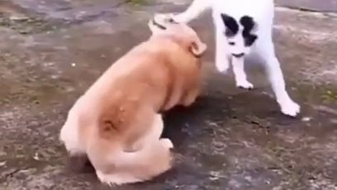 cat protect her kittens| cats fight for her kittens| cute cats