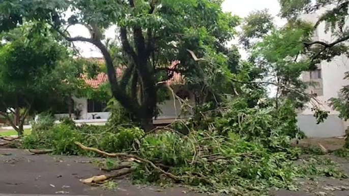 Rua Guaracas segue interditada com árvore caída e fios arrancados após temporal