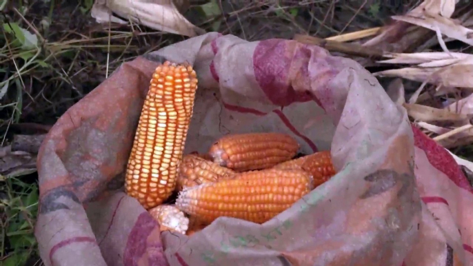 Nigeria sees higher maize output despite higher costs, insecurity