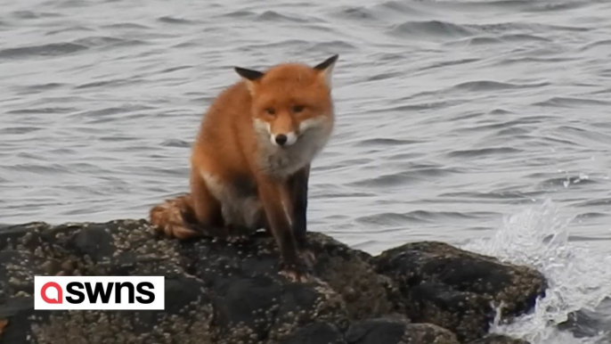 Fuchs schwimmt 300m bis ans trockene Land, nachdem er von der Flut abgeschnitten wurde