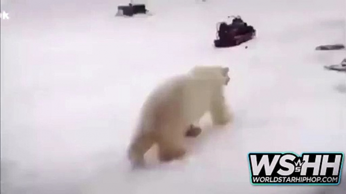 Lucky To Be Alive Man Fights Off 2 Polar Bears With A Stick Rewind Clip