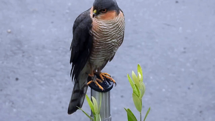 Sparrowhawk in Derbyshire