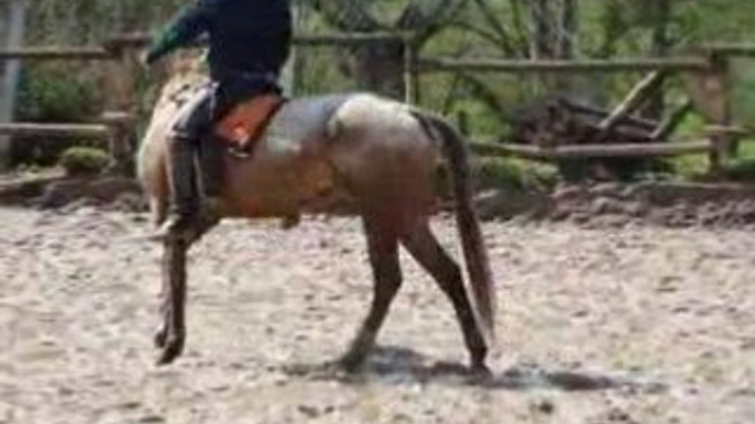 équitation éthologique : monter à cheval