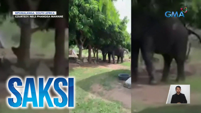 Elepante, nakawala sa wildlife park sa South Africa | Saksi