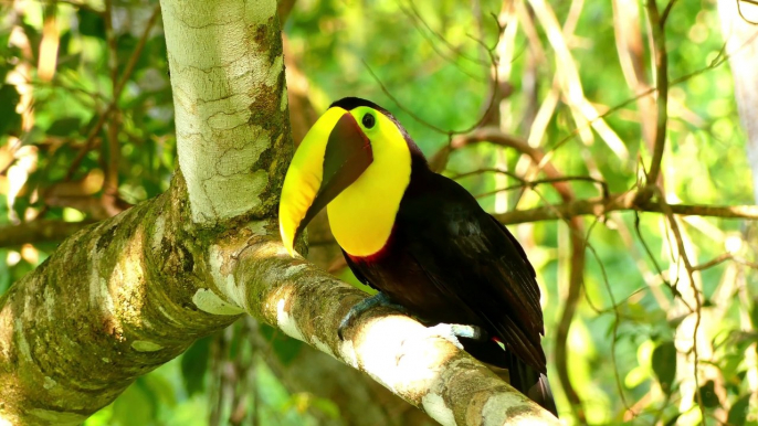 El Abrazo de la Naturaleza: Música y Vídeos Relajantes para la Paz Interior