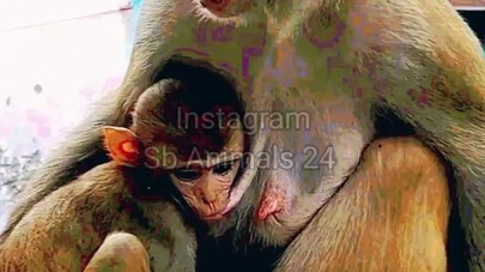 Monkey Shorts Video, Funny Monkey Video, Animal's Shorts, Animals Funny video, Monkey Viral Video #Animals#Wildanimals