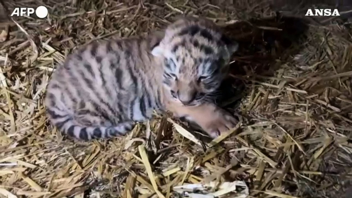 Allo zoo di Copenaghen nasce un cucciolo di tigre siberiana