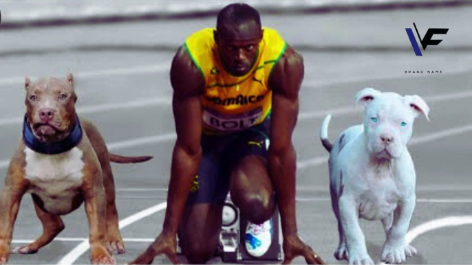 These Dogs Can Run Faster Than Usain Bolt#viralfact