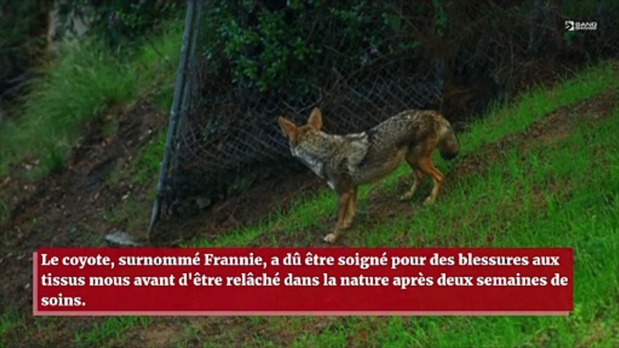 Un coyote se coince la tête dans une statue