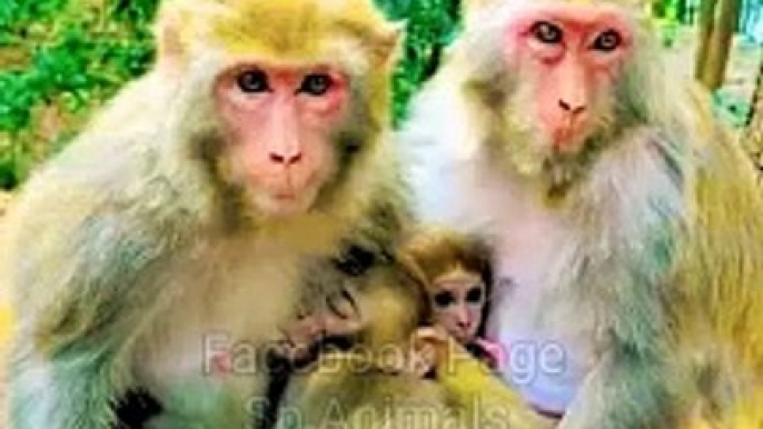 Funny And Beautiful Monkey Shorts, Funny And Funny Video, Wild Animals,Indian Langoor Shorts Animals Short, Animals Video, Funny Moments In India #Animals#Wildanimals#Monkey