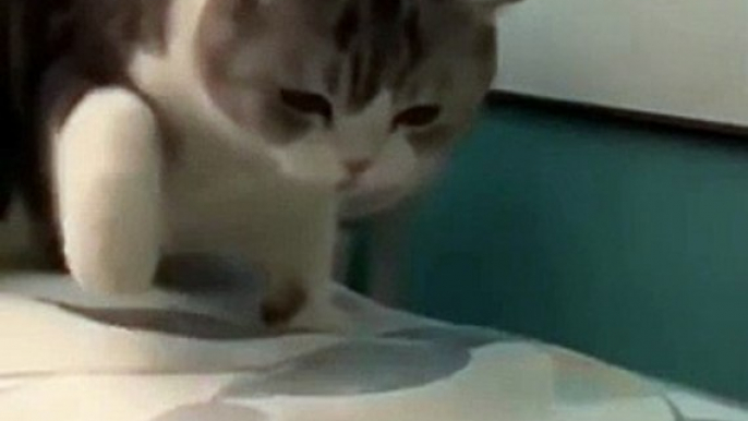 “cutecats” #funny #funnyvideo #funnyanimals #funnyshorts #cat #cutecat #funnycats