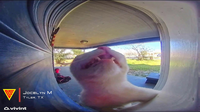 Clever Cat Rings Doorbell to Get Back Inside Caught on Vivint Camera | Doorbell Camera Video