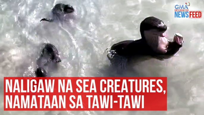 Naligaw na sea creatures, namataan sa Tawi-Tawi | GMA Integrated Newsfeed