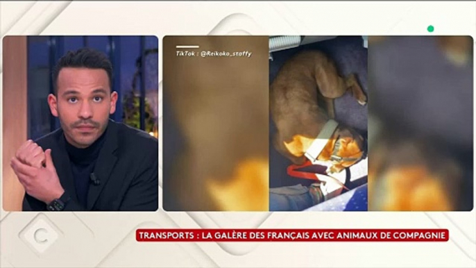Regardez les témoignages de Français qui évoquent la galère dans les trains quand ils voyagent avec leurs chiens: "C'était impossible de s'installer avec mes chiens" - VIDEO