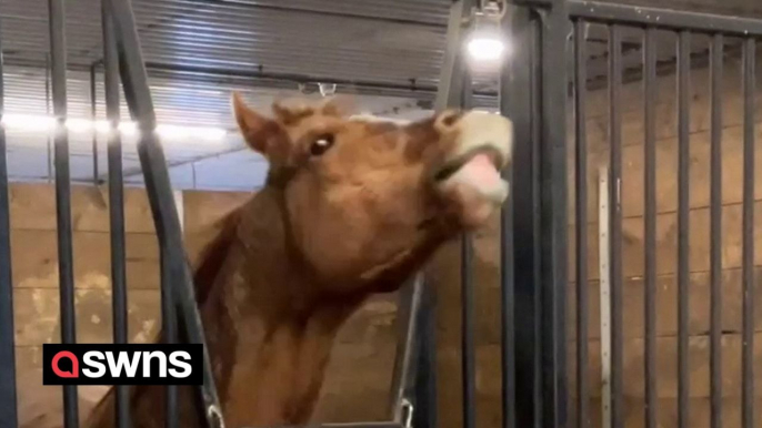 'Metalhead' horse loves to headbang to its favorite hard rock and metal bands