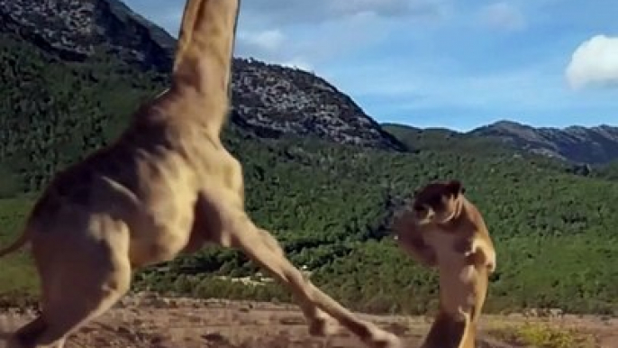 The battle for survival between giraffes and lions