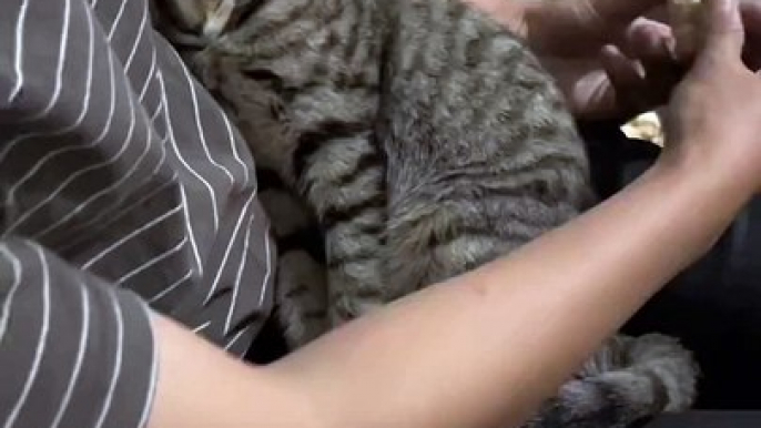 “cutecats” #funny #funnyvideo #funnyanimals #funnyshorts #cat #cutecat #funnycats