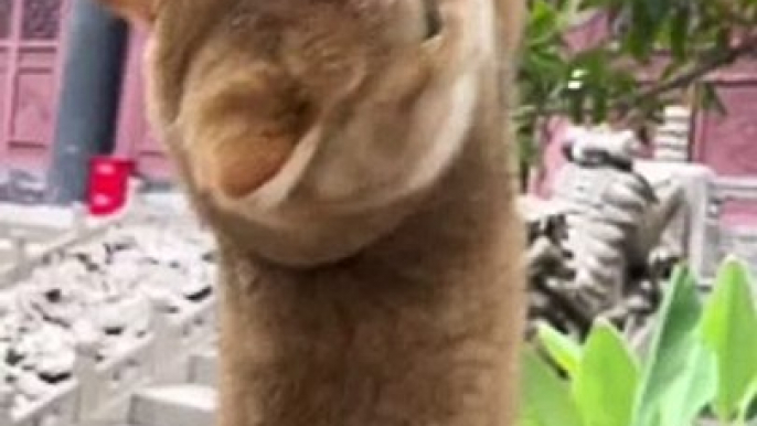 Funny Cats  #cute #cat #short #funny #funnyvideo #funnyanimals #funnyshorts #cat #cutecat #funnycats