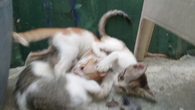 Energy BLAST: Kittens Fun PLAYGROUND cat videos meow cat cats purr