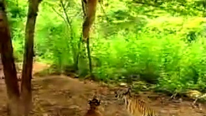 Monkey taunts tigers