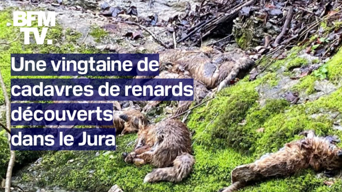 Une vingtaine de cadavres de renards découverts au bord d'une rivière dans le Jura