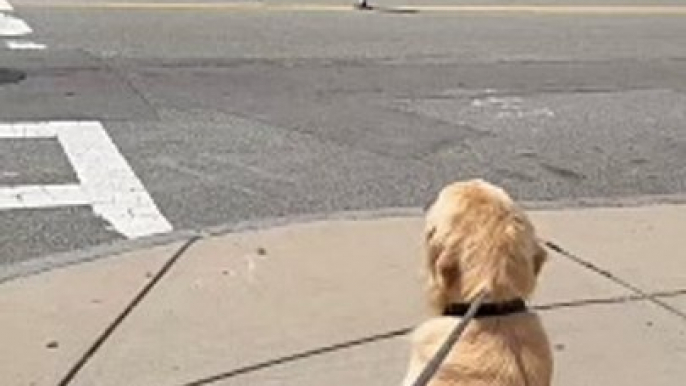 Heartwarming Reunion | Two Cute Dog Best Friends Meet Again on the Street